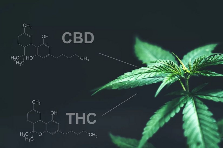 Is It Legal to Buy CBD with THC Online in the USA